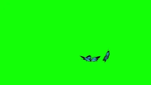 Three Blue Butterfly flying circle around Stock Footage 75829266