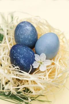 Three blue Easter eggs in decorative straw Stock Photos