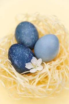 Three blue Easter eggs in decorative straw Stock Photos