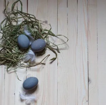 Three blue easter eggs in green shavings and white feathers on a light backgr Stock Photos