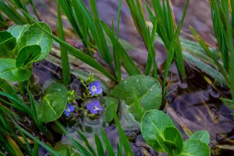 Three blue flowers Veronica brook growing among lake waters Stock Photos