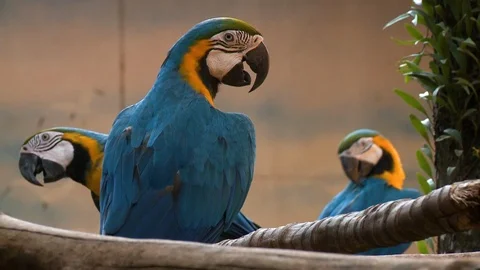 Three Blue Macaw Parrots 스톡 동영상 115133554
