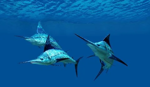 Three Blue Marlin Stock Illustration