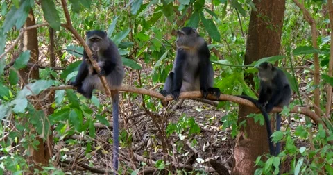 Three Blue Monkeys in Tree Stock Footage 60596268