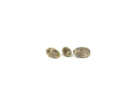 Three blue orchard bee cocoons Stock Photos