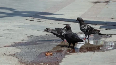 Three blue pigeons drink water from a puddle on the pavement of the city Stock Footage 162224161