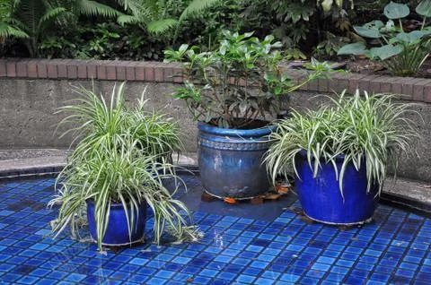 Three blue planters Stock Photos