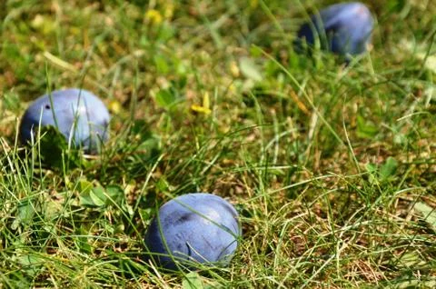 Three Blue plums on a grass. Macro. Stock Photos