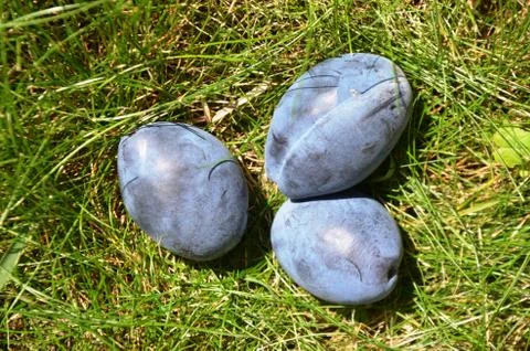 Three Blue plums on a grass . Macro. Stock Photos