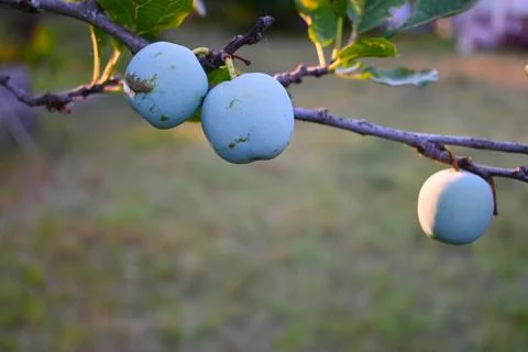 Three blue plums hang from a tree branch with green leaves in soft natural li Stock Photos