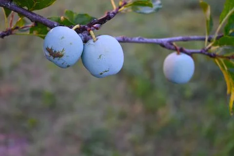 Three blue plums hang from a tree branch with leaves in soft focus. The close Stockfoto's