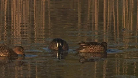 Three Blue-winged Teal Ducks Foraging Stock Footage 270375592