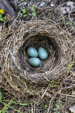 Three bluish blackbird eggs in one nest. Stock Photos