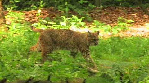 Three bobcats in a forest at day. Vidéo 553697