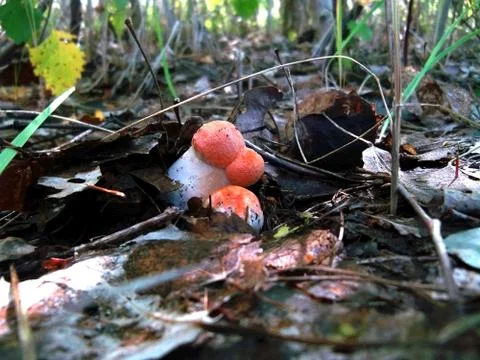 Three boletus Stock Photos