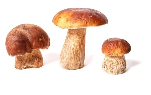 Three Boletus on a white background. Stock Photos