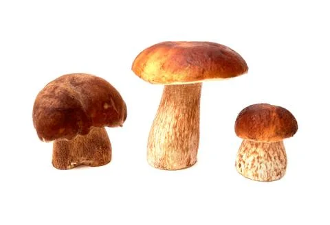 Three Boletus on a white background. Stock Photos