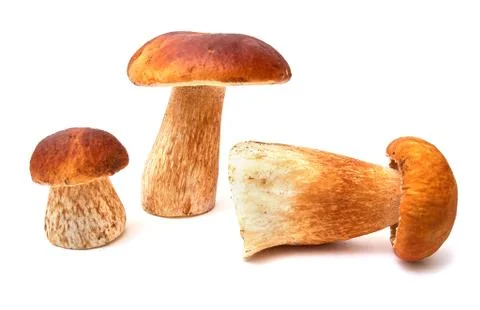 Three Boletus on a white background. Stock Photos