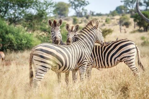 Three bonding Zebras. Stock Photos