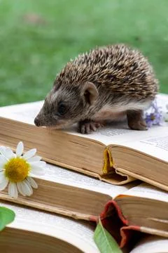 Three books and a hedgehog on them Stock Photos