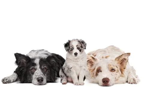 Three border collie dogs Stock Photos
