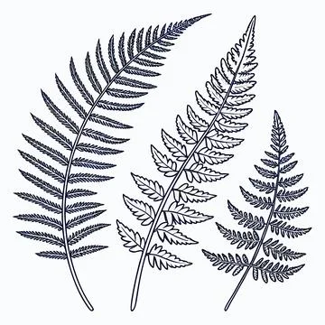 Three botanical fern leaf branches line art drawing Stock Illustration