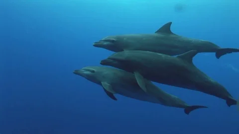 Three Bottlenose Dolphins pass and  being tender with each other Stock Footage 84736944