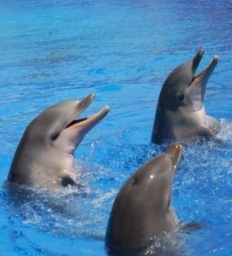 Three Bottlenosed Dolphins playing in water Stock Photos