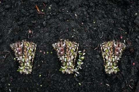 Three bouquets of small green branches lie on the ground. Thin plant sprouts Stock Photos