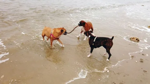 Three Boxer Dogs Playing at the Beach Stock Footage 123880815