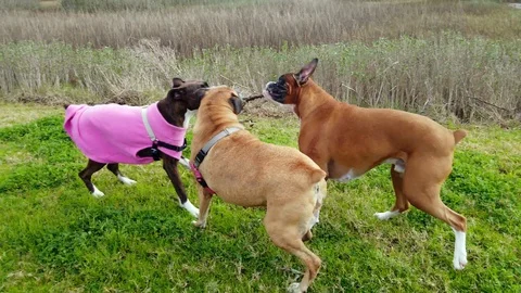 Three Boxer Dogs Playing with the Same Stick Stock Footage 123792271
