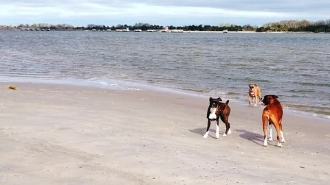 Three Boxer Dogs Playing in the Water at the Beach Stock Footage 123880672