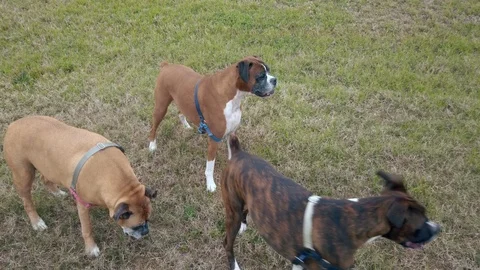 Three Boxer Dogs Standing Around Stock Footage 123929103
