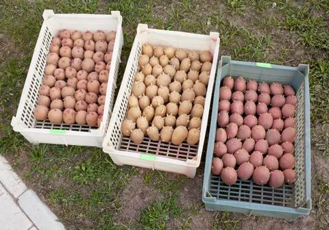 Three boxes with of seed potatoes Stock Photos