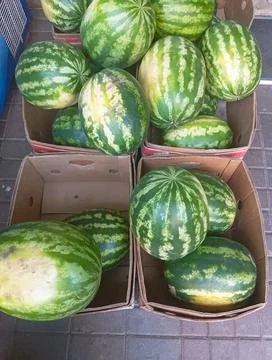 Three boxes of watermelons lie on the ground Stock Photos
