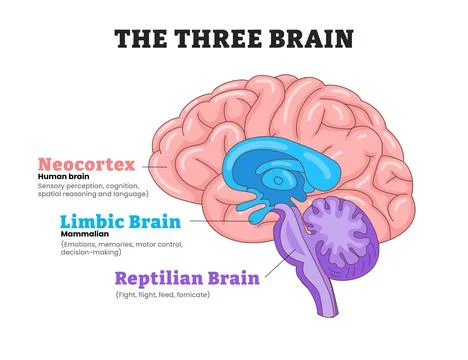 The three brains neocortex, limbic brain, reptilian brain, educational medi.. Stock Illustration