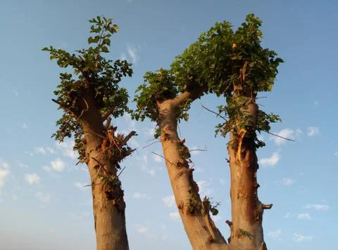 Three branch of tree image Stock Photos
