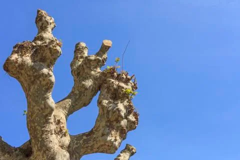 Three branche Foto stock