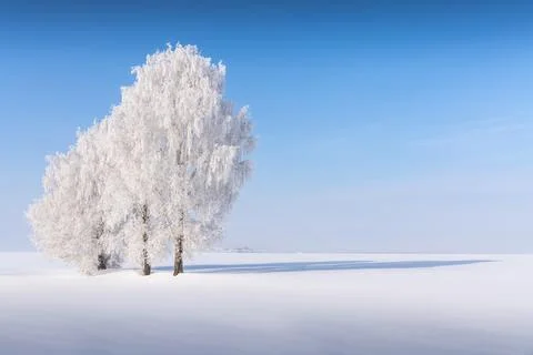 The three branches are covered with thick white frost. Blue sky over fog. Beh Stock Photos