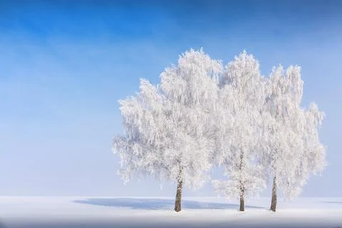 The three branches are covered with thick white frost. Blue sky over fog. Flu Stock Photos