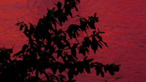 Three branches of a bush against a background of a pink river Stock Footage 79981008
