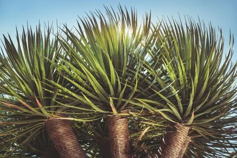 Three branches of a Dragon tree Foto stock