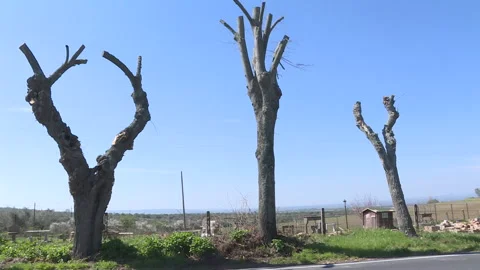 Three branchless trees due to pollarding Stock Footage 262642314