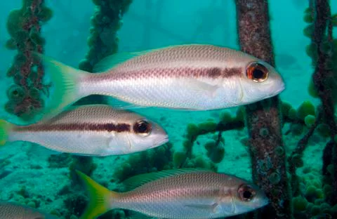 Three bream, fish Foto stock
