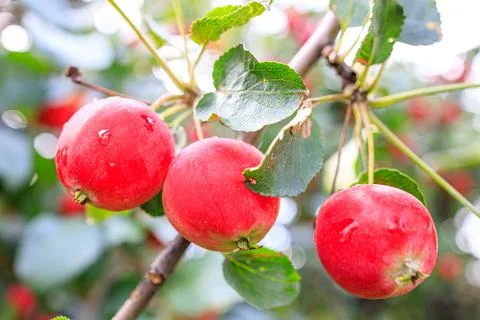 Three bright apples on a tree branch Stock Photos