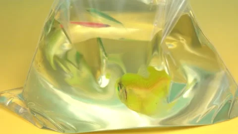 Three bright colorful glo fish in transparent package just bought in pet shop Video stock 132797620