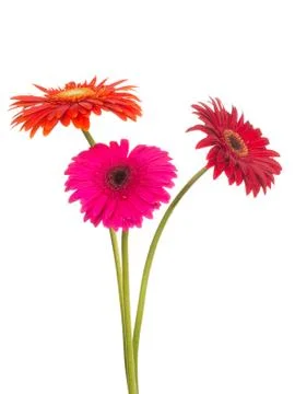 Three bright flower Stock Photos