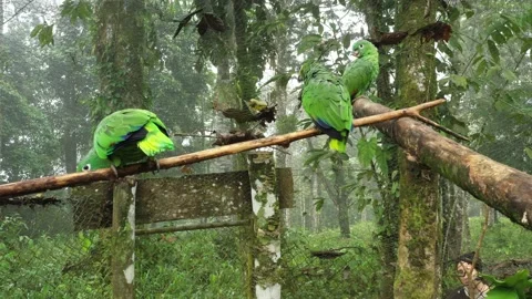 Three bright green parrots sitting on a small branch inside a cage Video stock 142759424