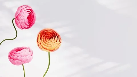 Three bright pink and orange ranunculus flowers forming beautiful buds with.. Stock Footage 337713097