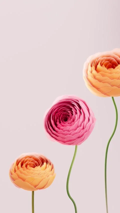 Three bright ranunculus flowers rotating and forming buds on soft pink past.. Stock Footage 336078124